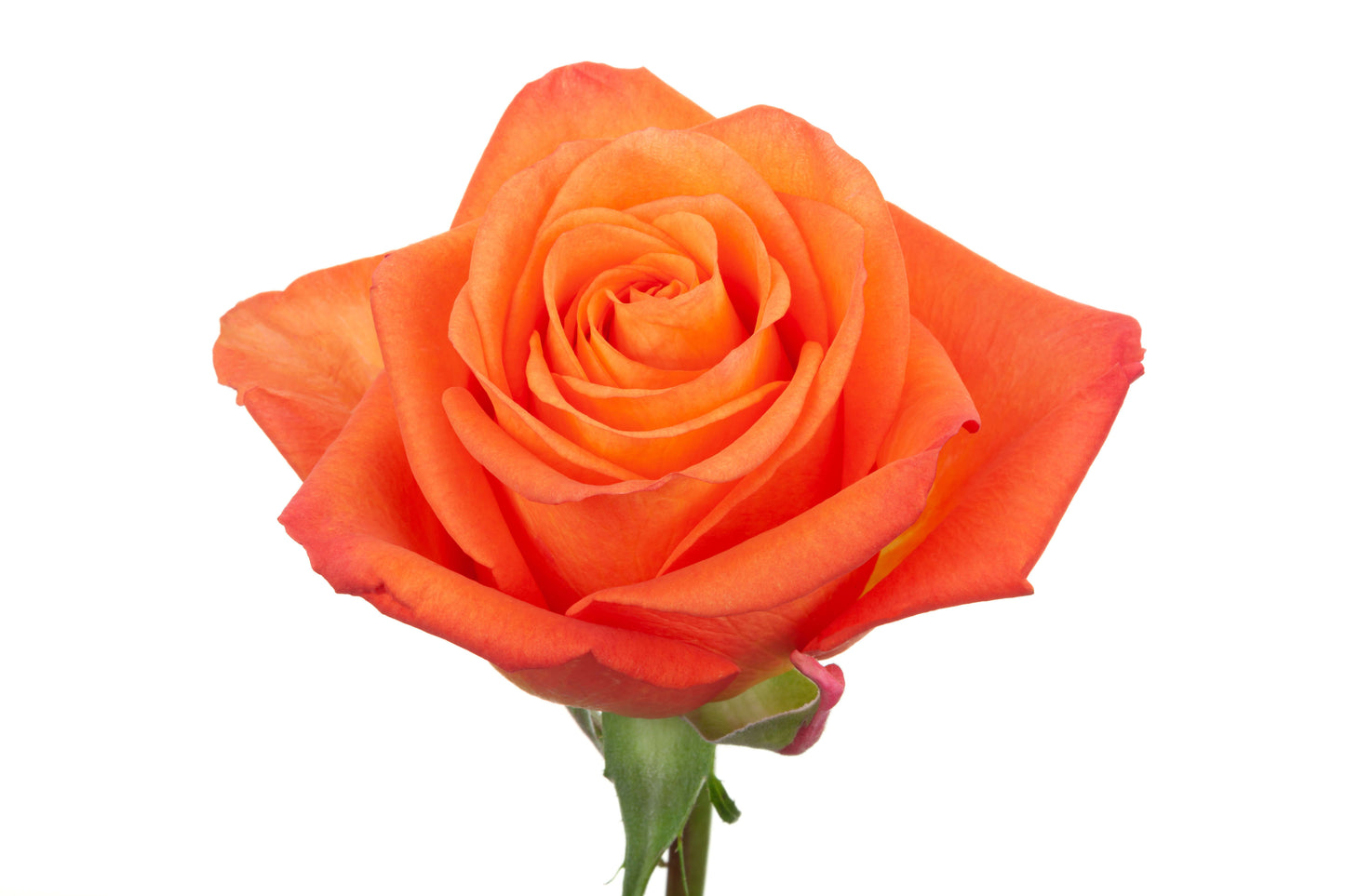 Orange Roses