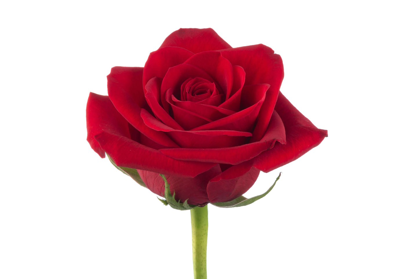 Red Roses