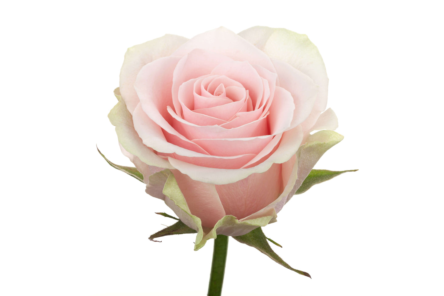Light Pink Roses