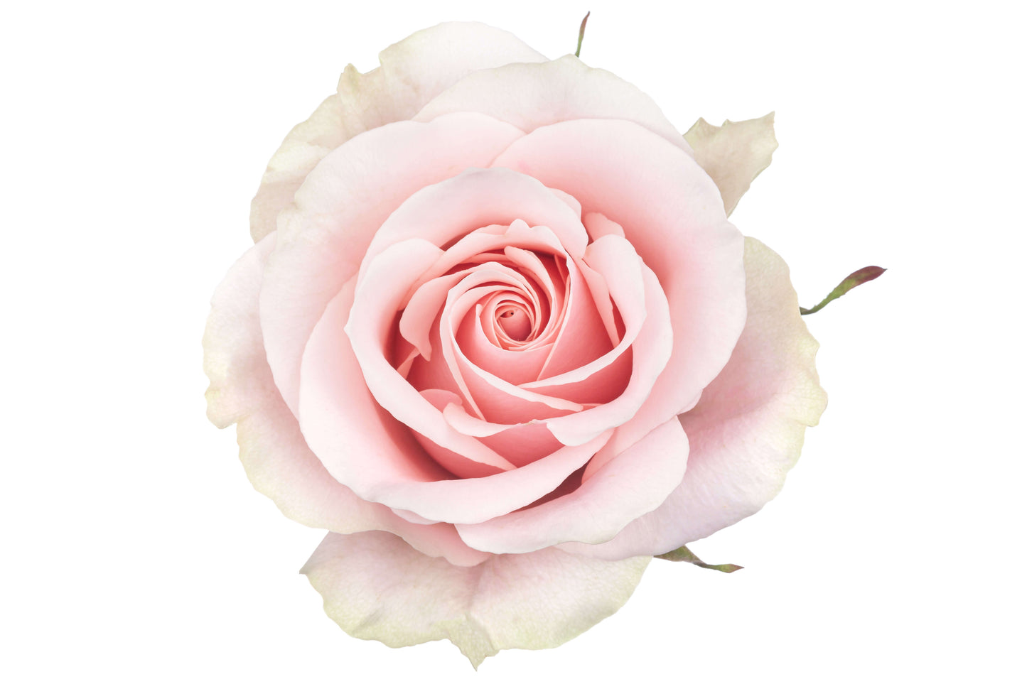 Light Pink Roses
