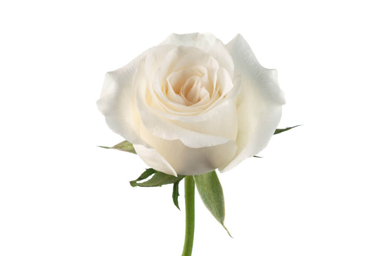 White Roses