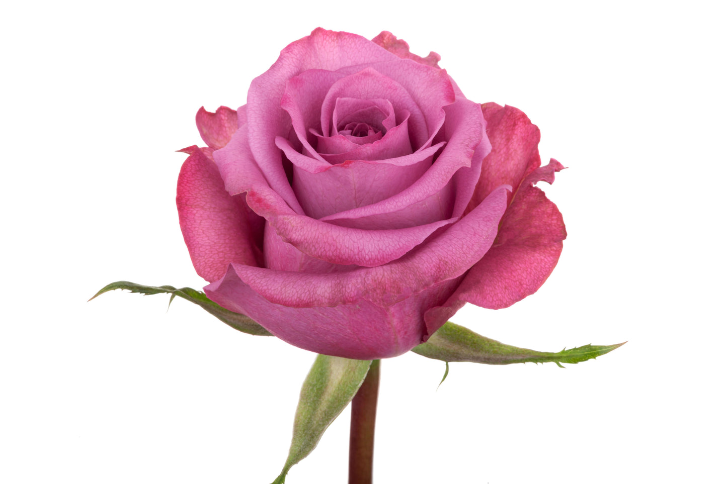 Lavender Roses