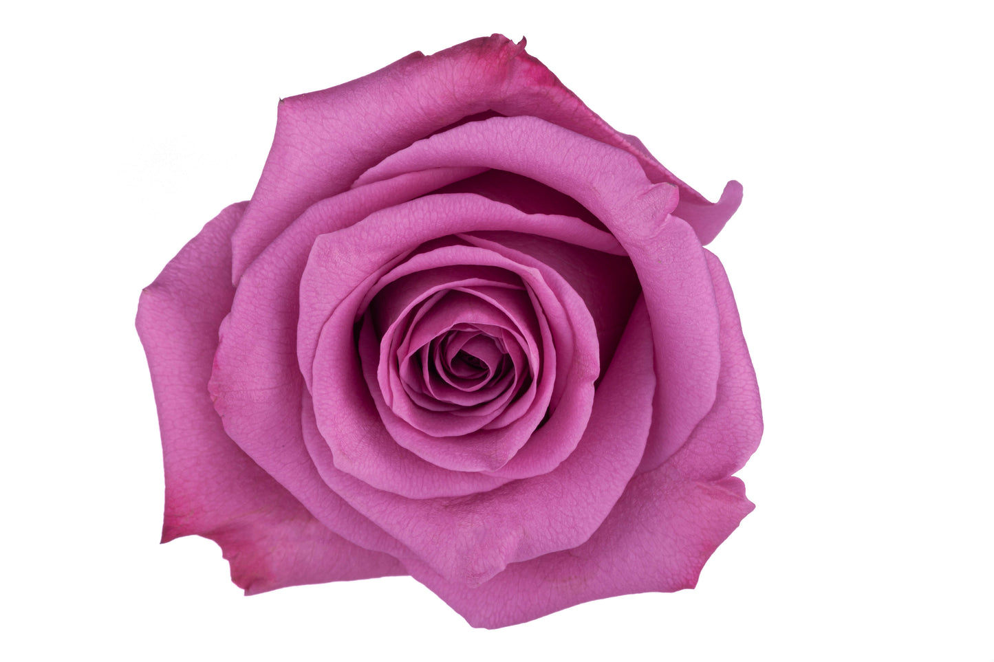 Lavender Roses
