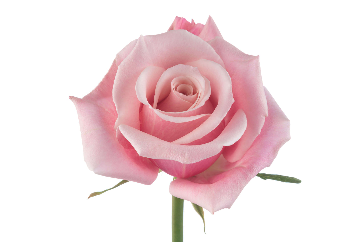 Pink Roses