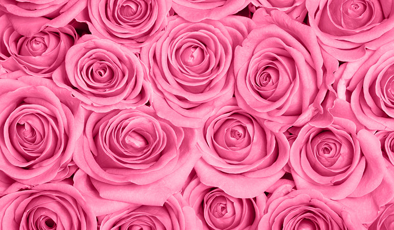 Pink Roses
