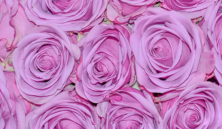 Lavender Roses