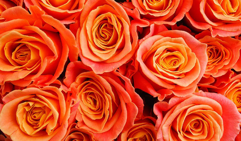 Orange Roses