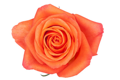 Orange Roses