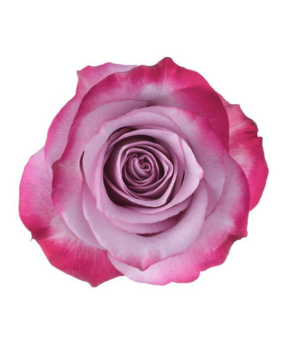 Lavender Roses