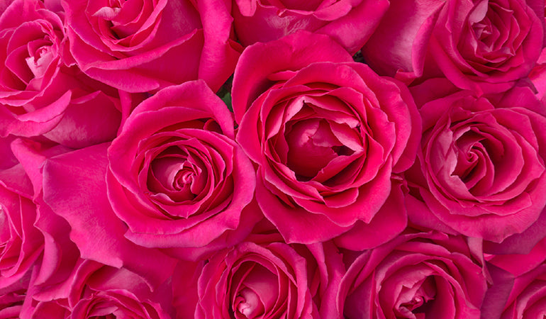 Dark Pink Roses