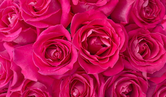 Dark Pink Roses