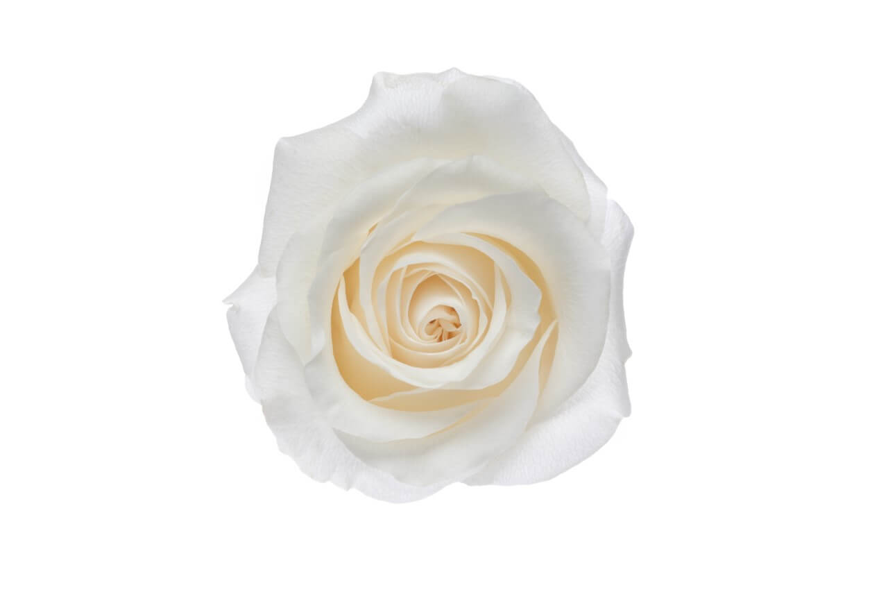 White Roses