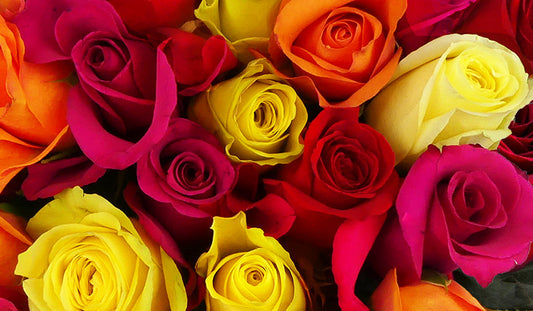 Hot Rainbow Roses