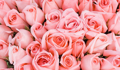 Light Pink Roses