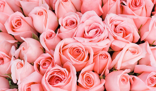 Light Pink Roses