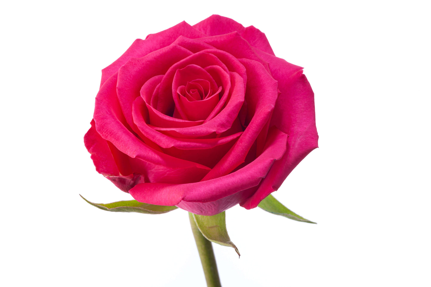 Dark Pink Roses