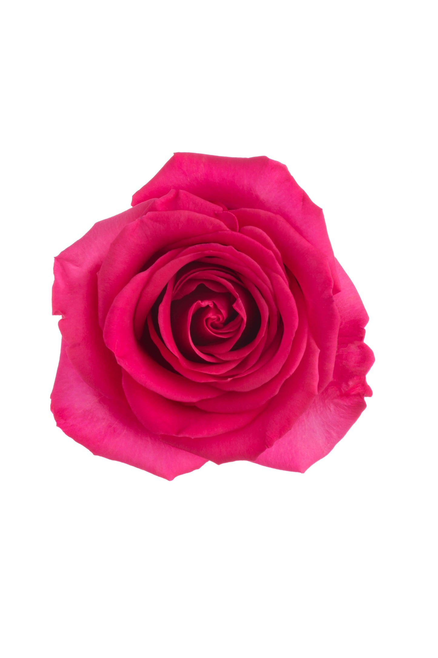 Dark Pink Roses