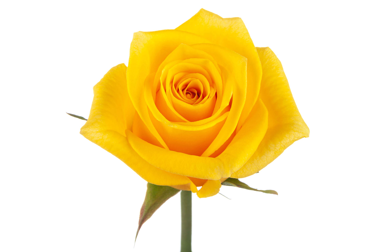 Yellow Roses