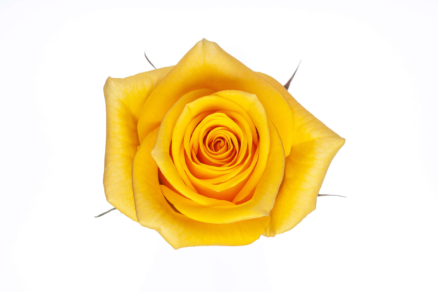 Yellow Roses