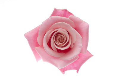 Pink Roses