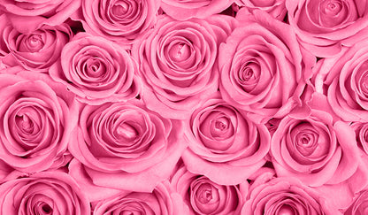 Pink Roses