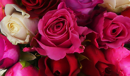 Cold Rainbow Roses