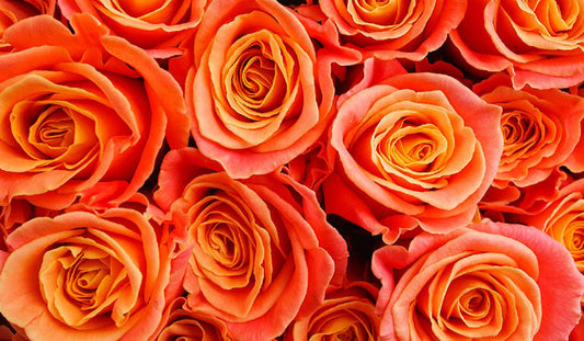 Orange Roses