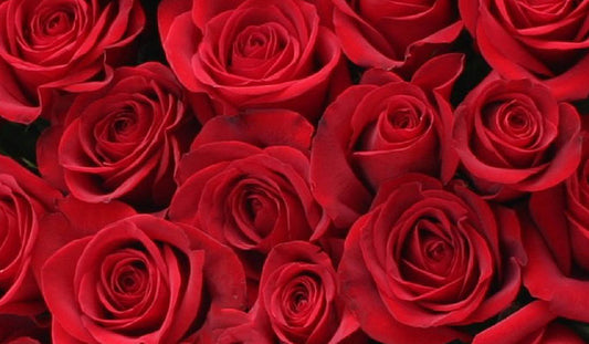 Red Roses