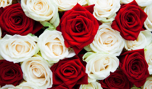 Red/White Sweetheart Roses