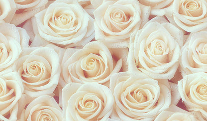 White Roses