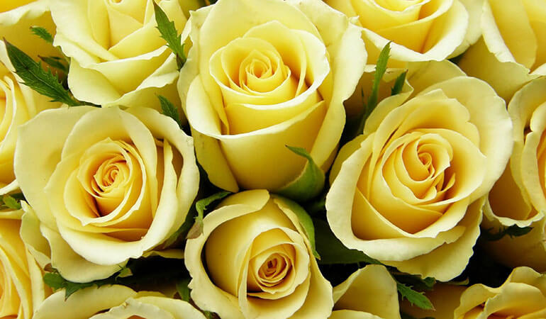 Yellow Roses