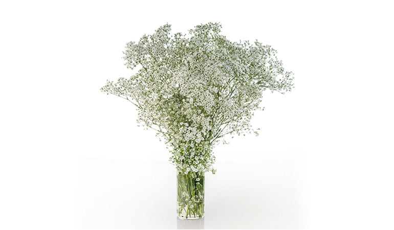 Gypsophila