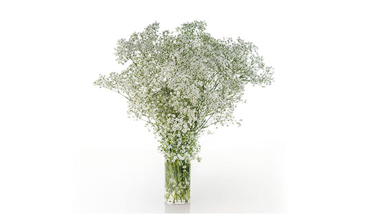 Gypsophila